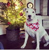 Premium Dog Bandana Snowman handkerchief style to tie around your pet’s neck