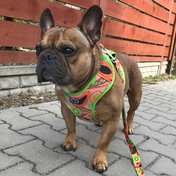 Dog Harness Tutti Frutti, Always Feeling Cool, Super Soft Psiakrew, fruity pattern