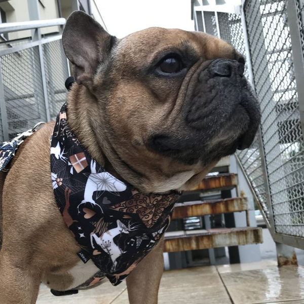 Premium Dog Bandana Deer Calls, handkerchief style to tie around your pet’s neck