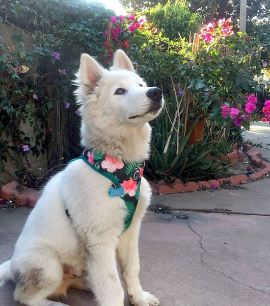 Dog Harness, Always Feeling Cool, Super Soft Psiakrew Tropical Monstera