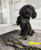 Dog Harness Bat Dog Black, Always Feeling Cool, Super Soft Psiakrew