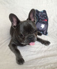 Decorative Dog Pillow Cushion French Bulldog black cuddly mascot