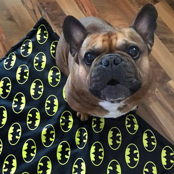Waterproof Mat for the dog, puppy, cat, Batdog, Psiakrew Design