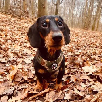 Dog Harness, Camo, Always Feeling Cool, Super Soft Psiakrew