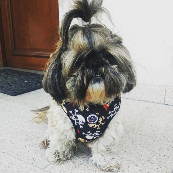 Dog Harness, Always Feeling Cool, Super Soft Psiakrew Pirates