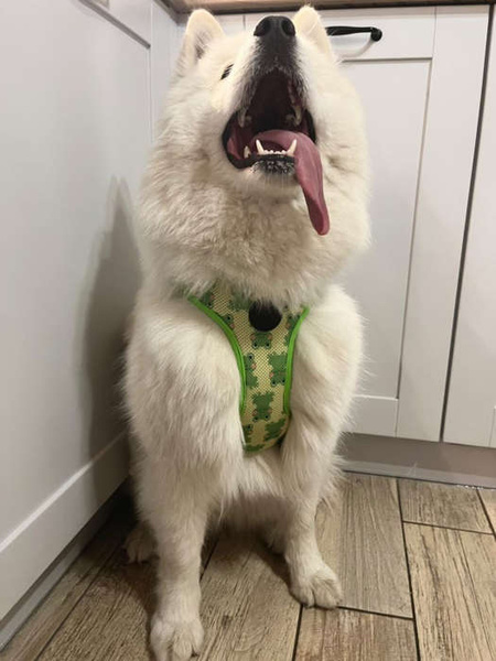 Dog Harness Green Frogs, Always Feeling Cool, Super Soft Psiakrew