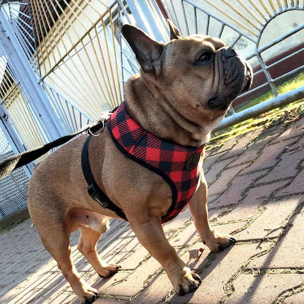 Dog Harness Lumberjack, Always Feeling Cool, Super Soft Psiakrew