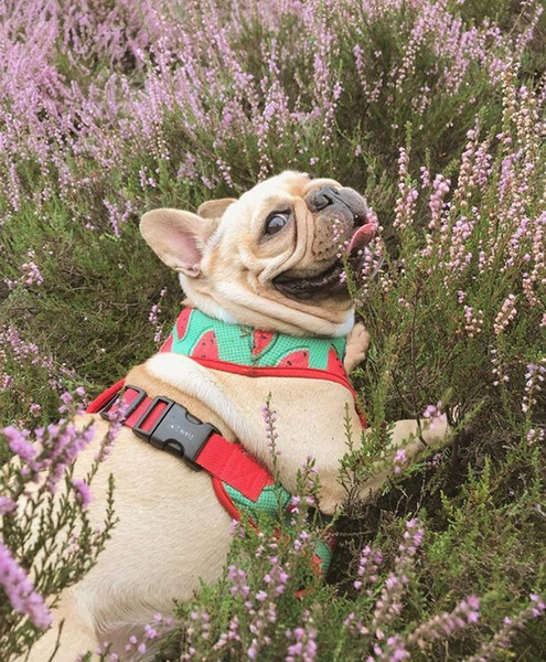 Dog Harness, Always Feeling Cool, Super Soft Psiakrew Watermelon