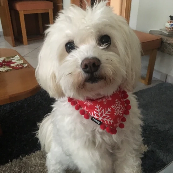 Bandamka świąteczna dla psa, wiązana chusteczka, czerwona w gwiazdki bandana apaszka Snow