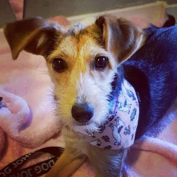 Premium Dog Bandana Llama handkerchief style to tie around your pet’s neck