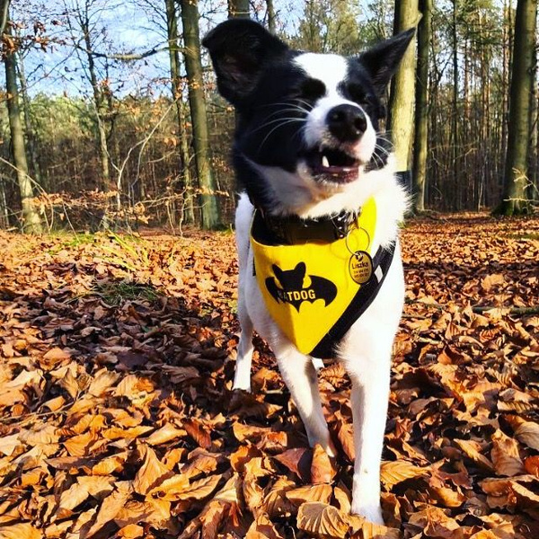 Bandamka dla psa, wiązana chusteczka, żółta bandana apaszka Bat Dog