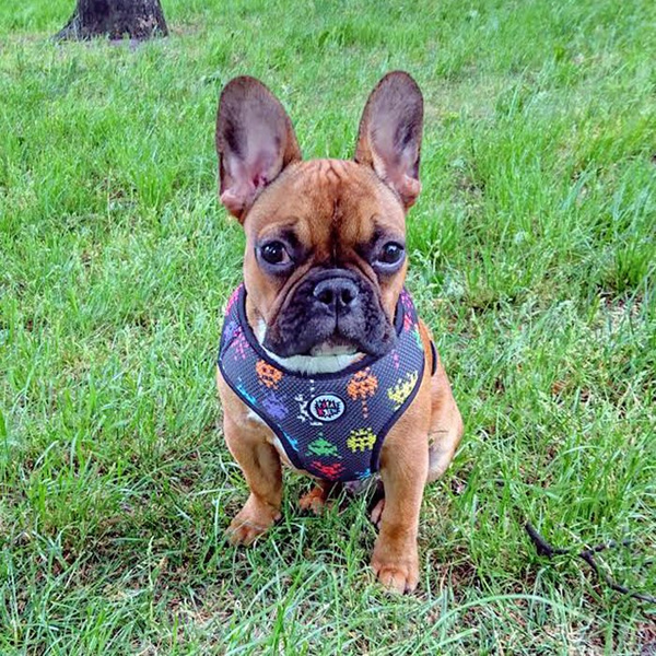 Dog Harness Invaders Psiakrew, Always Feeling Cool, Super Soft