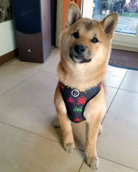 Dog Harness Invaders Psiakrew, Always Feeling Cool, Super Soft