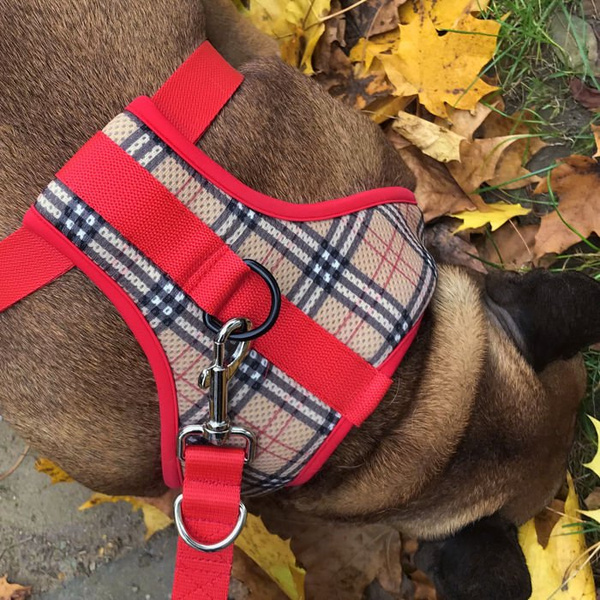 Szelki dla Psa Dogberry bezuciskowe Wygodne Ultramiękkie Psiakrew