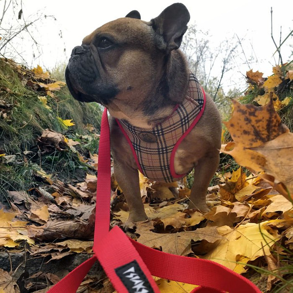 Dog Harness Dogberry, Always Feeling Cool, Super Soft Psiakrew