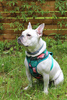 Dog Harness, Always Feeling Cool, Super Soft Psiakrew Tropical Monstera