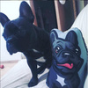 Decorative Dog Pillow Cushion French Bulldog black cuddly mascot
