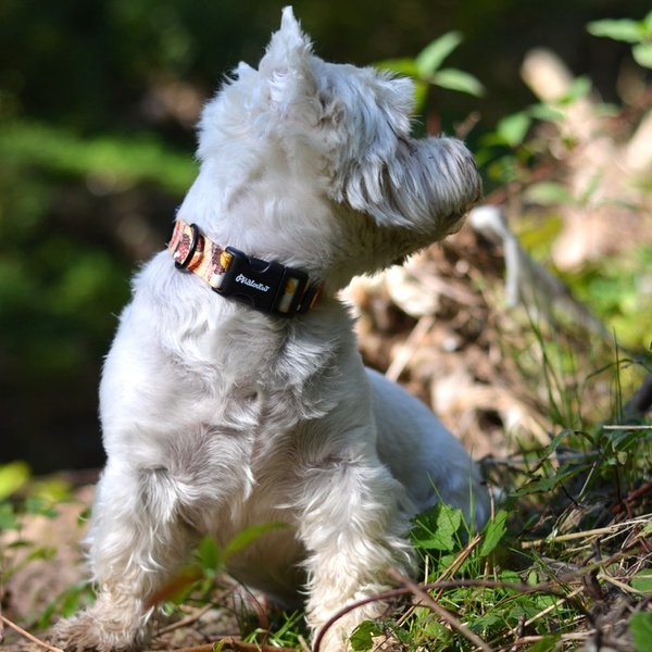 Dog Collar Psiakrew Hedgehog Dreamer 2.5 cm, 1" wide black extras