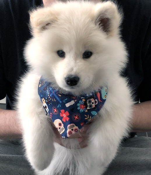Dog Bandana Día de los Muertos handkerchief style to tie around your pet’s neck