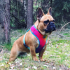 Dog Harness Tie-Dye, colorful print, Always Feeling Cool, Super Soft Psiakrew 