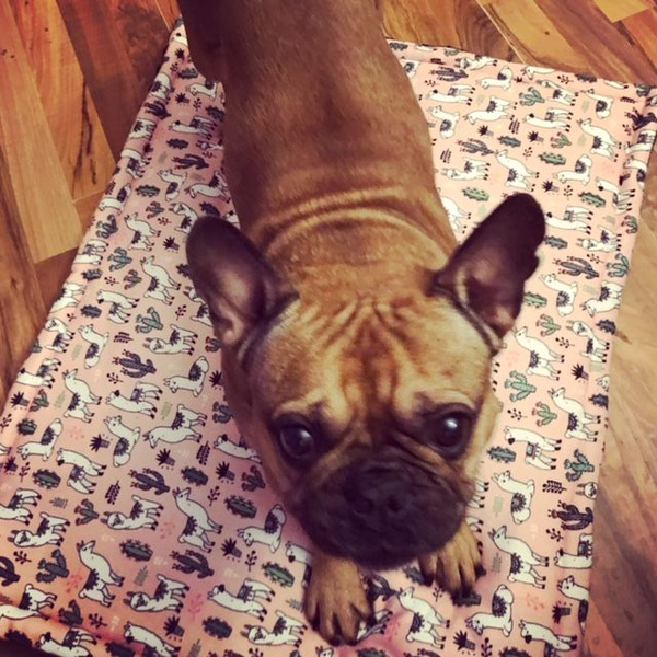 Premium Mat Plaid Blanket for the dog, Lama Psiakrew Design