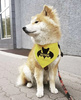 Bandamka dla psa, wiązana chusteczka, żółta bandana apaszka Bat Dog