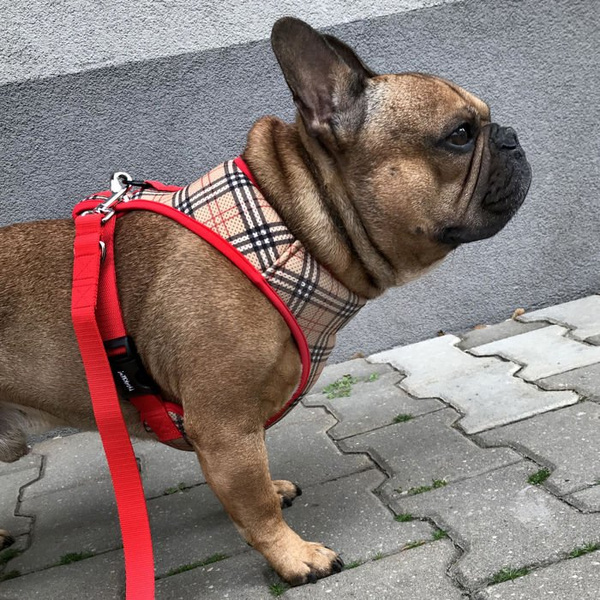 Szelki dla Psa Dogberry bezuciskowe Wygodne Ultramiękkie Psiakrew