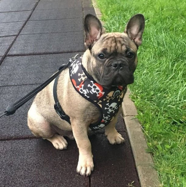 Dog Harness, Always Feeling Cool, Super Soft Psiakrew Pirates