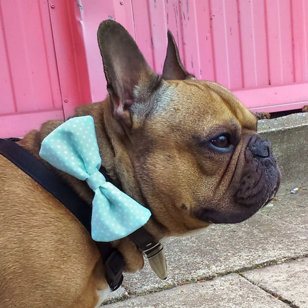 Mint and white polka dot Dog Bow Tie Tito, Pet Bow Tie, Bowtie, Collar Attachment