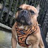 Dog Harness Tiger, Animal print, Always Feeling Cool, Super Soft Psiakrew 