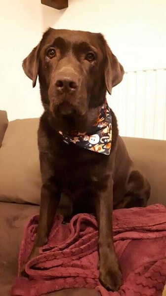 Premium Dog Bandana Winter is coming handkerchief style to tie around your pet’s neck