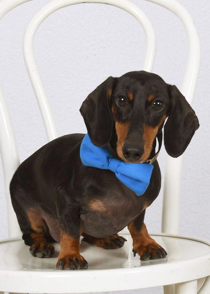 Dog Bow Tie Azure, Pet Bow Tie, Bowtie, Collar Attachment
