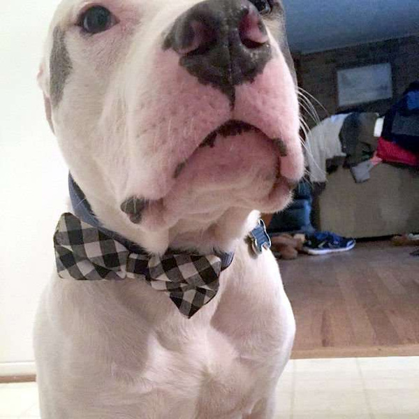 Bow tie, black and white Vichy check for a dog, bow, bow tie, Psiakrew collar decoration