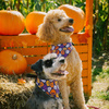 Premium Dog Bandana Terrible Pumpkin, Halloween handkerchief style to tie around your pet’s neck