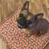 Premium Mat Plaid Blanket for the dog, Foxy Lady Psiakrew Design