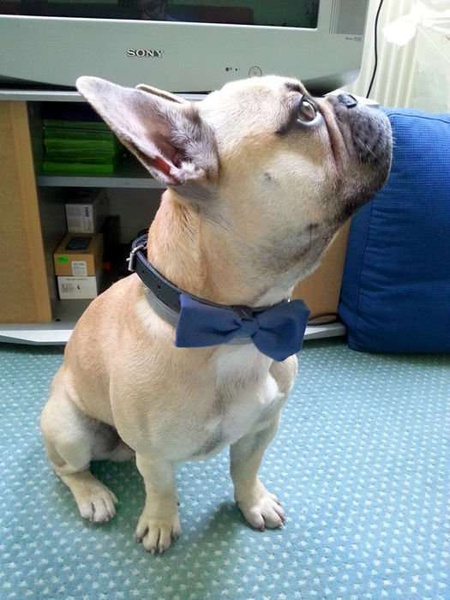 Dog Bow Tie Bobi