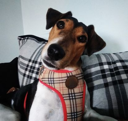 Szelki dla Psa Dogberry bezuciskowe Wygodne Ultramiękkie Psiakrew