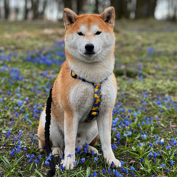 Harness for Dog, Model Ducky Duck Guard Harness Small Harness for small dogs, puppies, black extras
