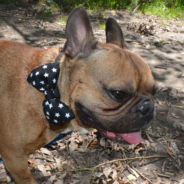 Dog Bow Tie Zoltar, Pet Bow Tie, Bowtie, Collar Attachment