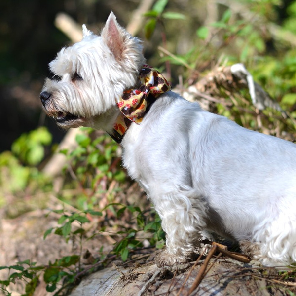 Hundefliege Katzenhalsband Dekoration Hedgehog Dreamer