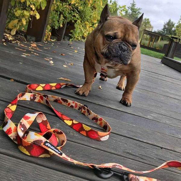 Dog Leash Día de los Muertos width 2.5 cm, 1" wide, snap hook black 8cm