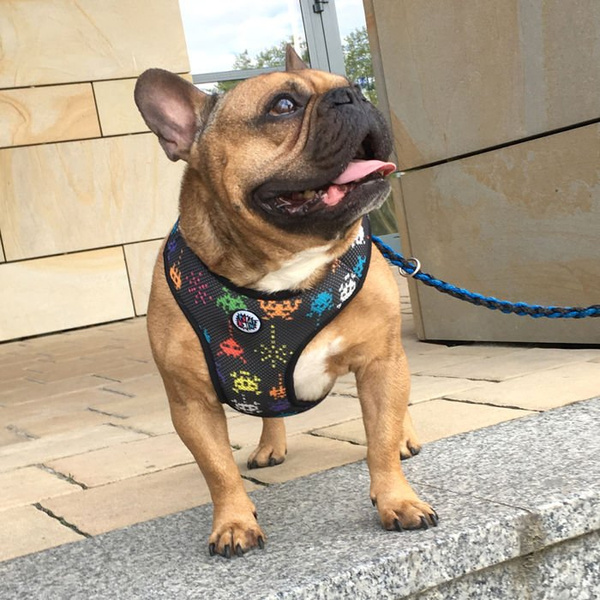 Dog Harness Invaders Psiakrew, Always Feeling Cool, Super Soft