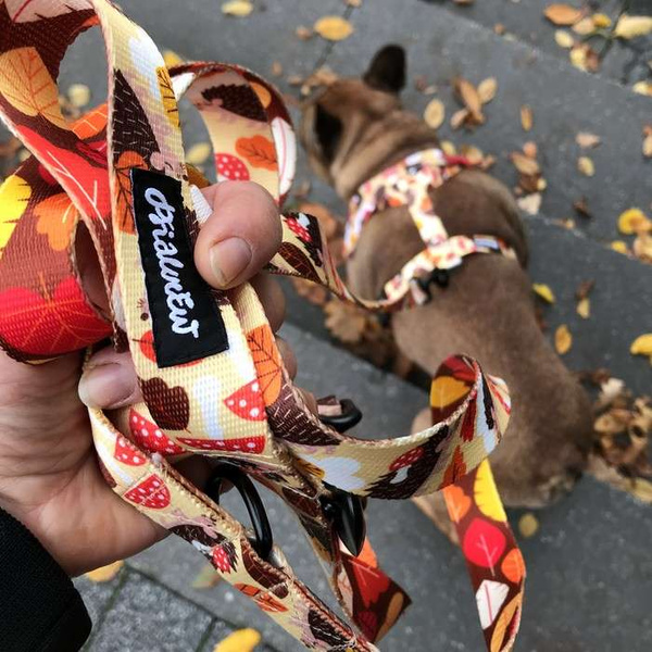 Długa smycz dla psa przepinana Jeż Marzyciel Psiakrew, taśma 2,5 cm, karabińczyk 8 cm czarny