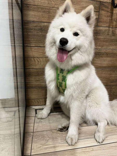 Szelki dla Psa Zielone Żabki Psiakrew, bezuciskowe Wygodne Ultramiękkie Psiakrew