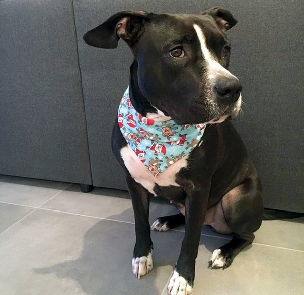 Premium Dog Bandana Santa b-boy handkerchief style to tie around your pet’s neck