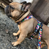 Harness for Dog, Model Winter is coming Guard Harness Small Harness for small dogs, puppies, black extras