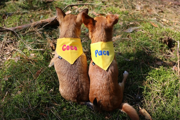 Psiakrew Bandana mit dem Namen des Hundes