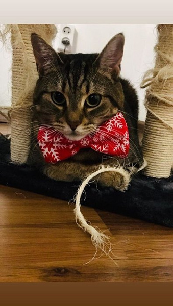 Kokarda świąteczna muszka, mucha, ozdoba dla psa, kota na Boże Narodzenie śnieżka