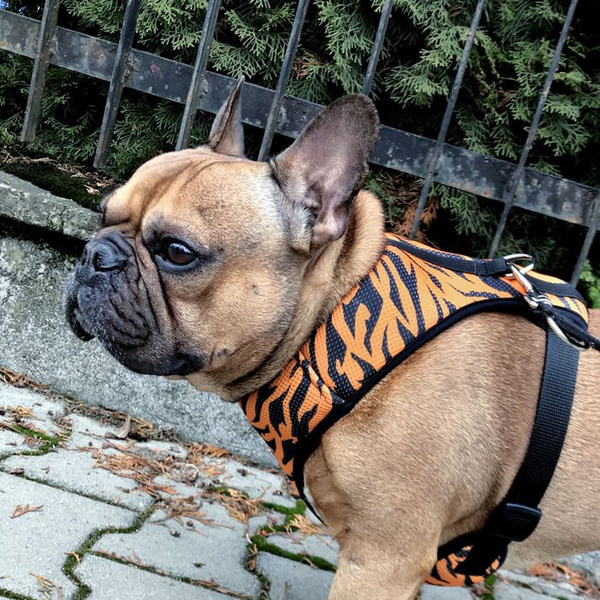 Dog Harness Tiger, Animal print, Always Feeling Cool, Super Soft Psiakrew