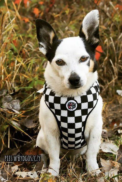 Dog Harness, Always Feeling Cool, Super Soft Psiakrew Checker